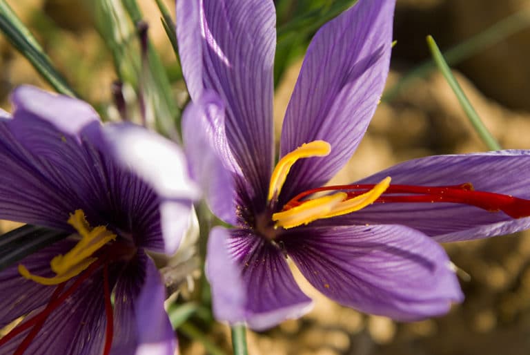 La Culture Du Safran Est Elle Rentable La Fleur de Safran | Laboratoire 4e