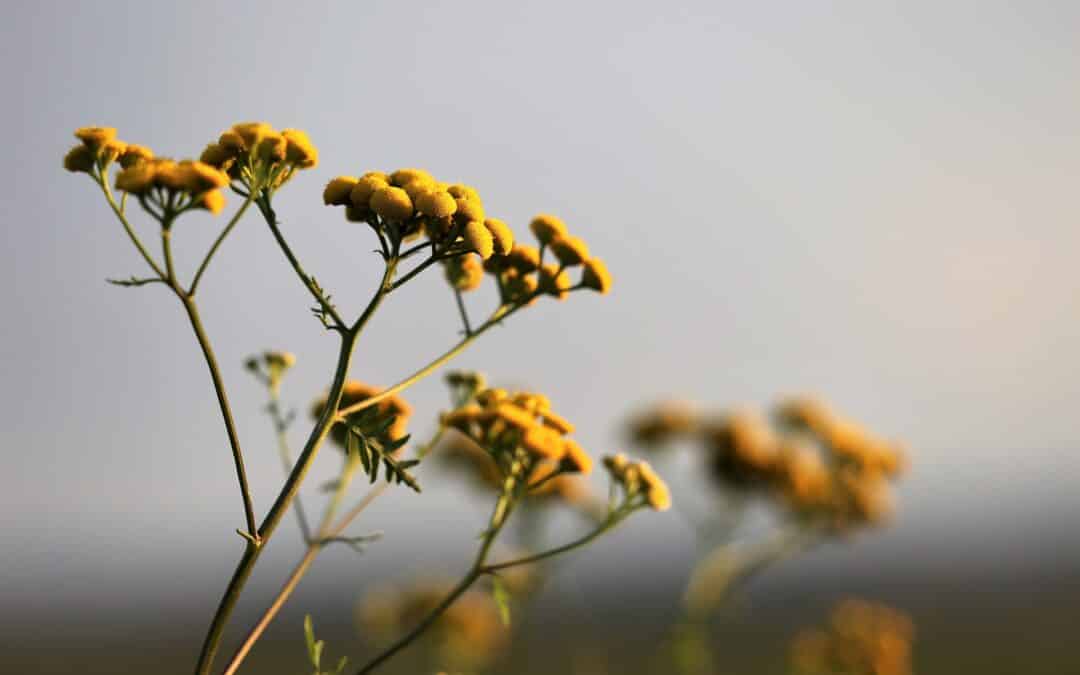L’hélichryse, le soleil de l’aromathérapie